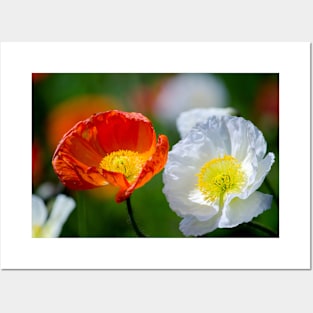 Beautiful poppy flowers close up Posters and Art